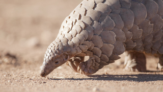 Pangolin Truet (1)