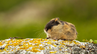 Lemming