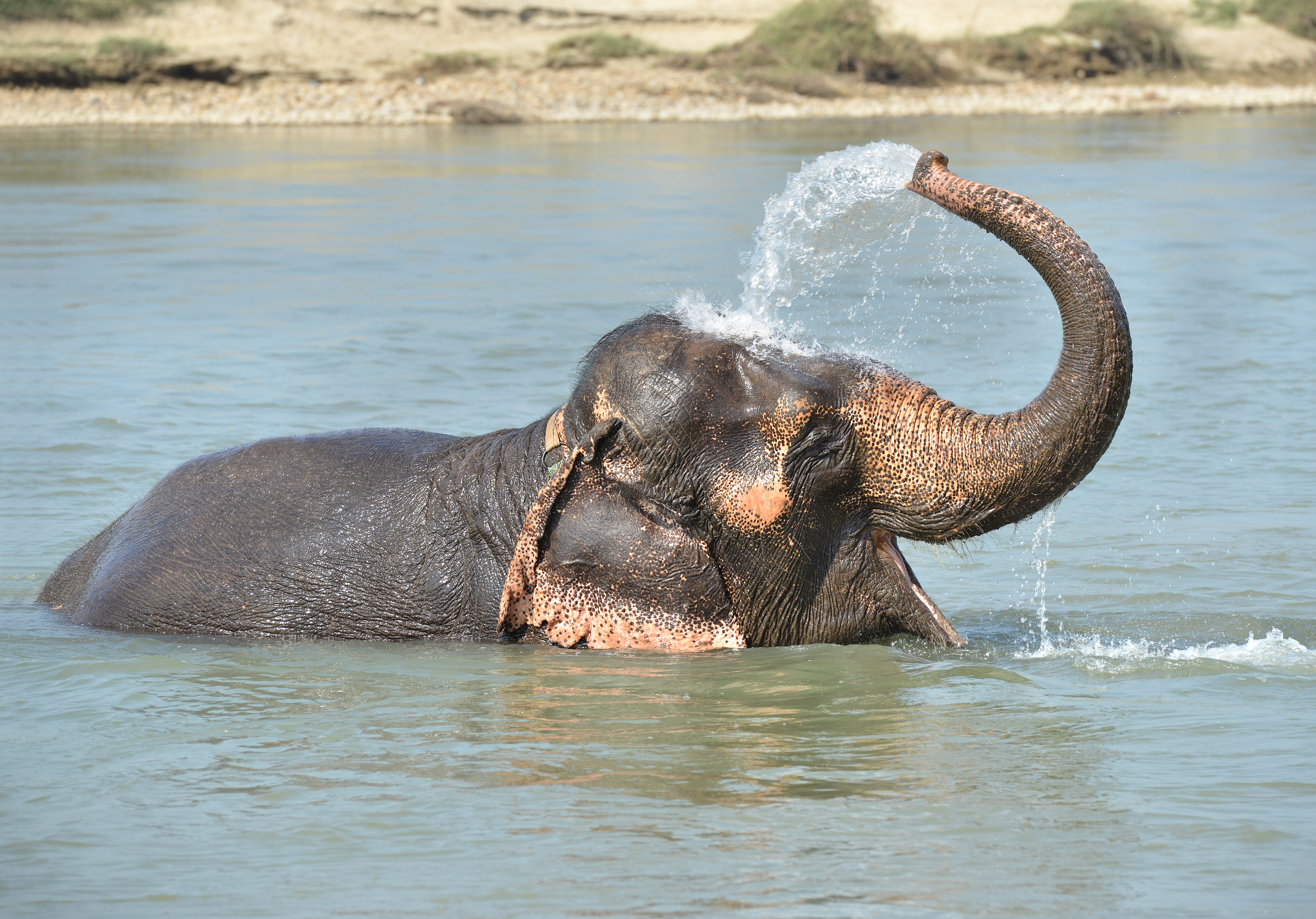 En elefant kan blive over 60 år Læs mere elefanten her