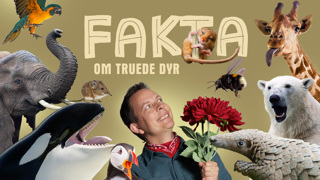 Fakta Om Truede Dyr Teaserbillede 2021