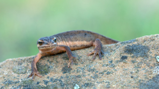 Lille Vandsalamander