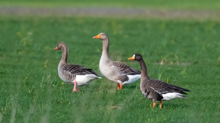 Grønlandsk Blisgås Truet
