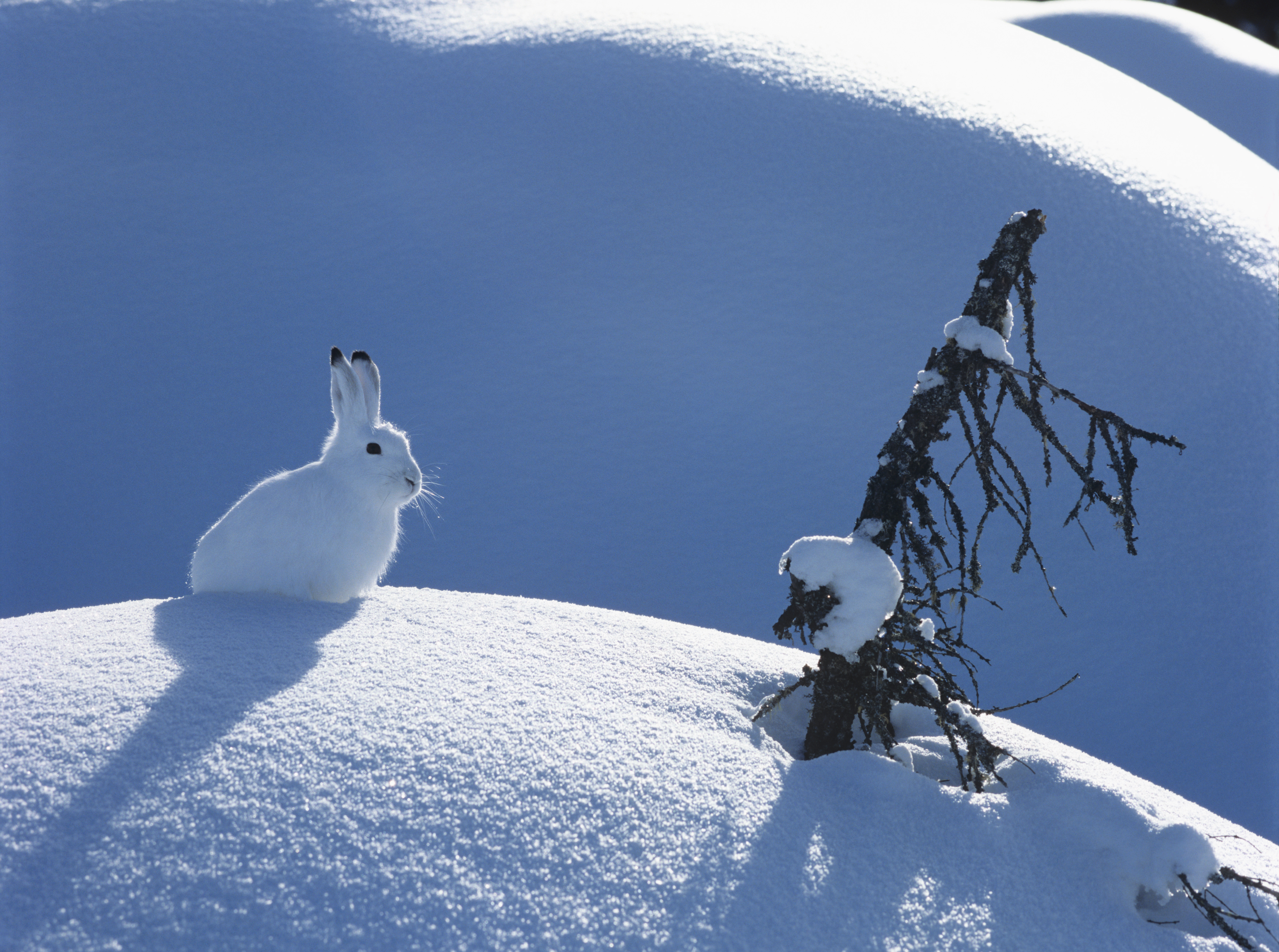 Заяц в сугробе. Зимний кролик. Заяц на снегу. Заяц зимой. Кролик зимой.