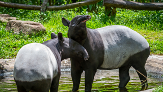 Tapir