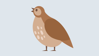 Duen Faktaark 800X450px