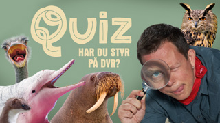 Quiz Teaserbillede 2021