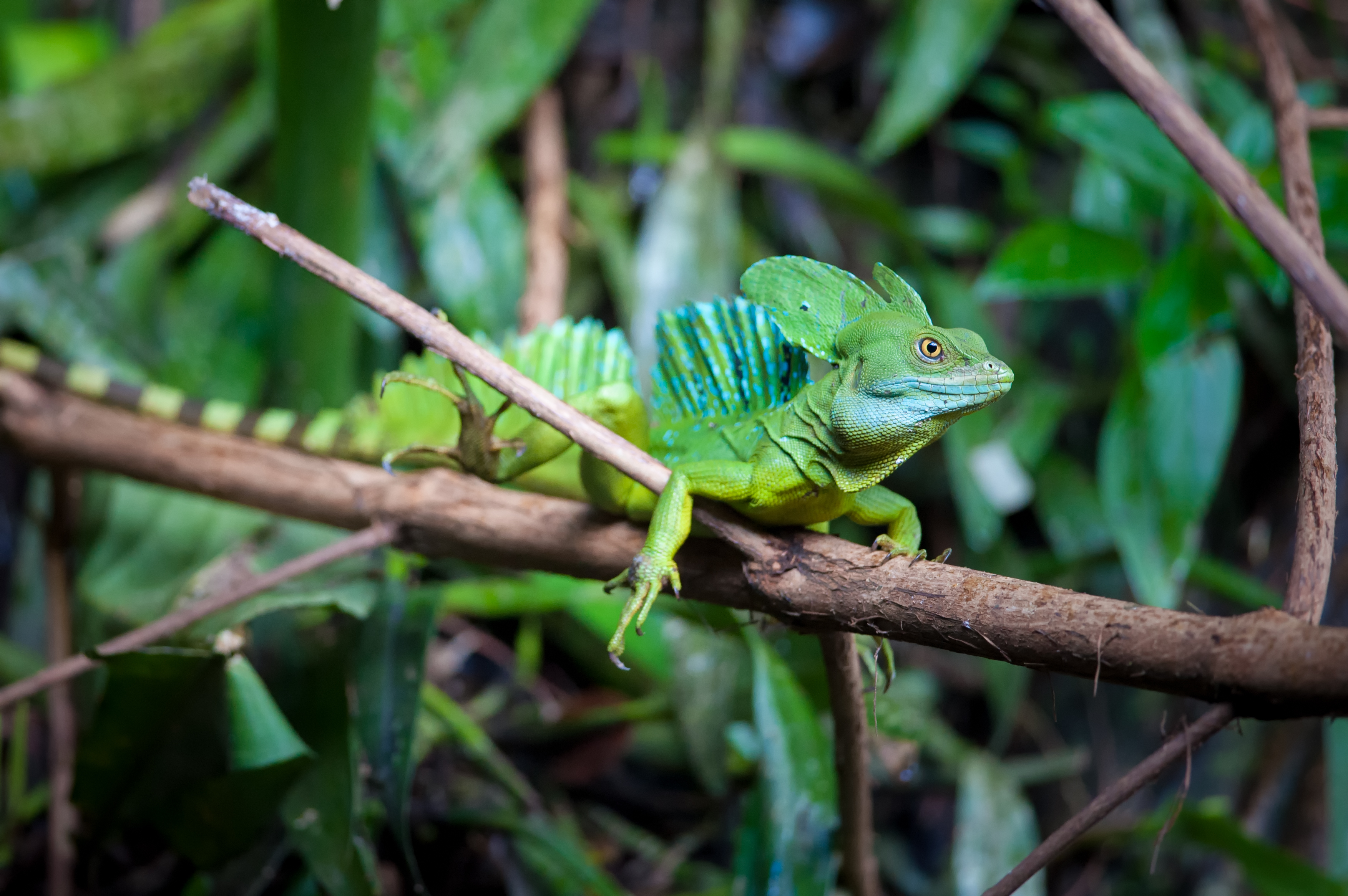 En basilisk kan løbe 12 km/t på vandet Læs om basilisken her