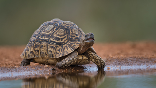 Leopardskildpadde