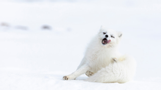 Polarraev