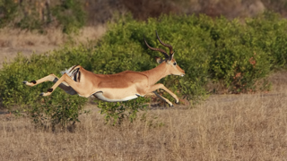 Impala