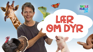 Lær Om Dyr Poster Udkast