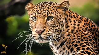 Leopard Truet
