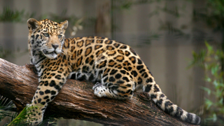 Jaguar Truet