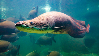 Arapaima 2