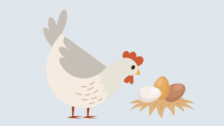 Hoens Aeg Faktaark 800X450px