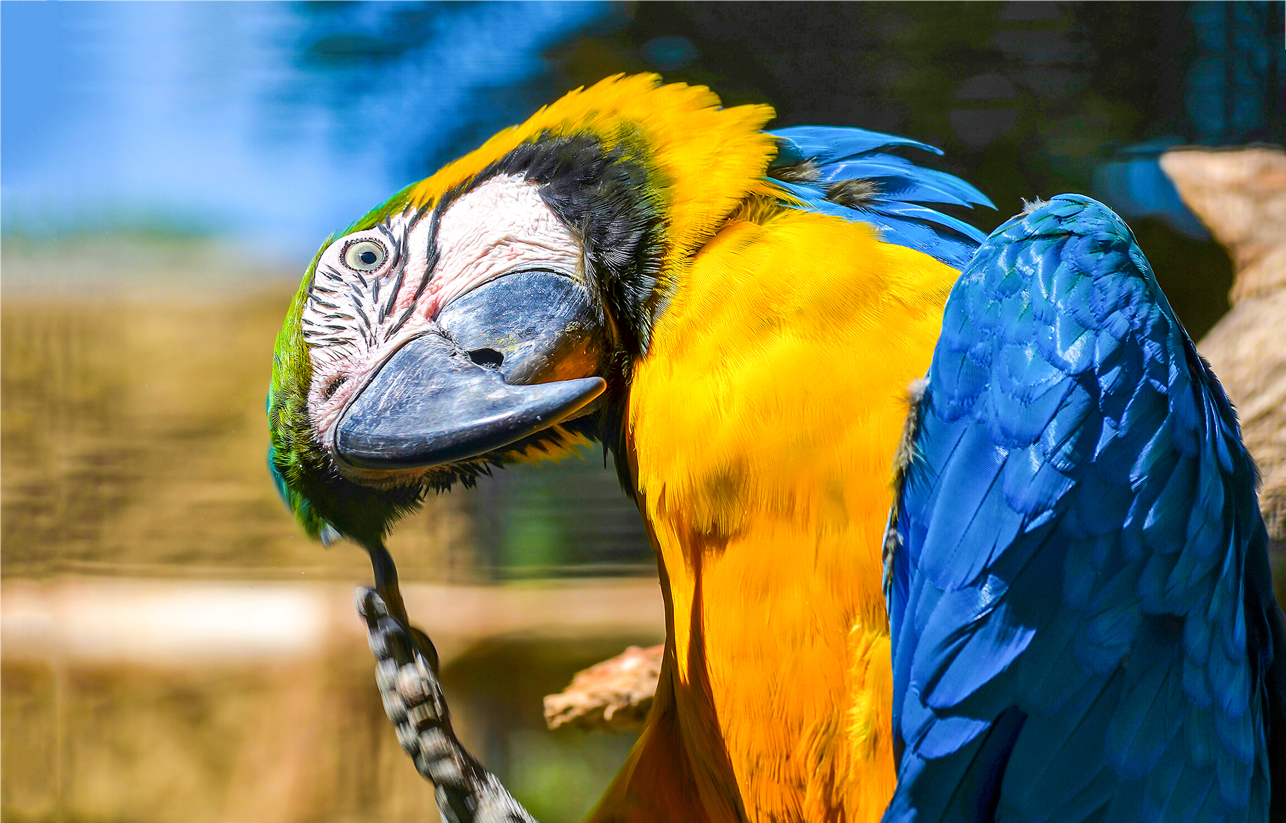Blågul ara er verdens største papagøjer - om blågul ara her